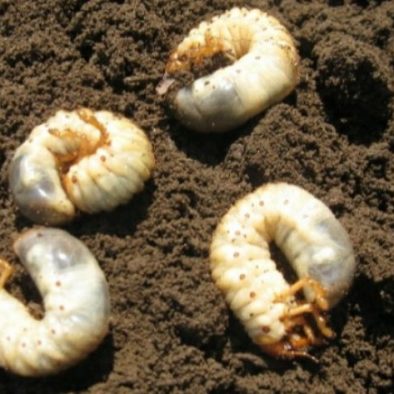 Memahami Dampak Fase Larva dalam Merusak Daun dan Buah : Cara Efektif untuk Perlindungan Tanaman