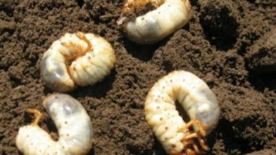 Memahami Dampak Fase Larva dalam Merusak Daun dan Buah : Cara Efektif untuk Perlindungan Tanaman
