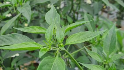 Penyakit Gemini atau Kuning pada Tanaman Cabe: Panduan Singkat