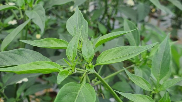 Penyakit Gemini atau Kuning pada Tanaman Cabe: Panduan Singkat