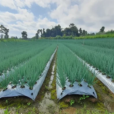 Kemarau Basah? Peluang dan Tantangan Bagi Pertanian !