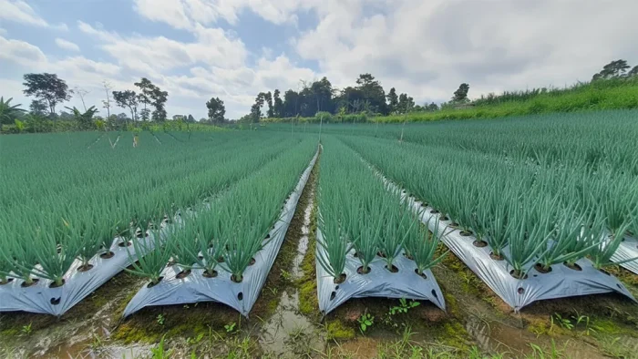 Kemarau Basah? Peluang dan Tantangan Bagi Pertanian !
