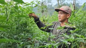 Lowongan Pekerjaan Dummy